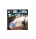 鯉スタンプ2（個別スタンプ：16）