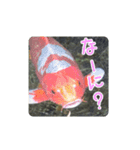 鯉スタンプ2（個別スタンプ：19）