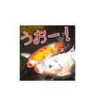 鯉スタンプ2（個別スタンプ：20）