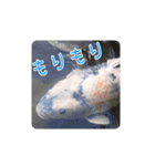 鯉スタンプ2（個別スタンプ：22）