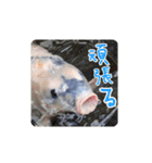 鯉スタンプ2（個別スタンプ：23）