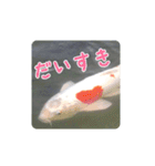 鯉スタンプ2（個別スタンプ：24）