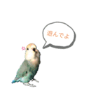 コザクラインコの生活（個別スタンプ：1）