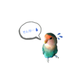 コザクラインコの生活（個別スタンプ：3）