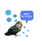 コザクラインコの生活（個別スタンプ：4）
