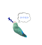 コザクラインコの生活（個別スタンプ：5）
