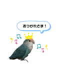コザクラインコの生活（個別スタンプ：8）