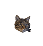 きいちゃんスタンプ2020（個別スタンプ：1）