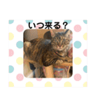 ととまるとの生活（個別スタンプ：7）