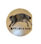 ととまるとの生活（個別スタンプ：9）