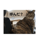 ととまるとの生活（個別スタンプ：12）