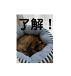ととまるとの生活（個別スタンプ：14）