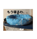 ととまるとの生活（個別スタンプ：15）