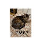 ととまるとの生活（個別スタンプ：22）