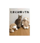 ととまるとの生活（個別スタンプ：37）