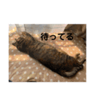 ととまるとの生活（個別スタンプ：38）
