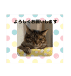 ととまるとの生活（個別スタンプ：39）