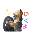 ヨーキーのふうた（個別スタンプ：4）