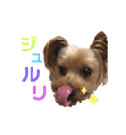 ヨーキーのふうた（個別スタンプ：6）