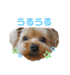 ヨーキーのふうた（個別スタンプ：7）