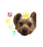 ヨーキーのふうた（個別スタンプ：8）