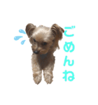ヨーキーのふうた（個別スタンプ：9）