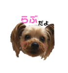 ヨーキーのふうた（個別スタンプ：17）