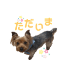 ヨーキーのふうた（個別スタンプ：23）