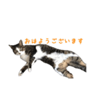 そらちゃんの使えるスタンプ（個別スタンプ：1）