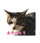 そらちゃんの使えるスタンプ（個別スタンプ：8）