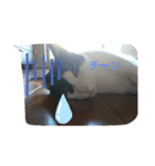 猫のプッチとみかん仕事に使える（個別スタンプ：10）
