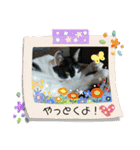 猫のプッチとみかん仕事に使える（個別スタンプ：11）