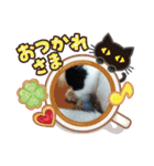 猫のプッチとみかん仕事に使える（個別スタンプ：13）
