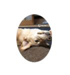 my dog ぽんたん（個別スタンプ：1）