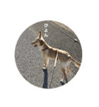 my dog ぽんたん（個別スタンプ：3）