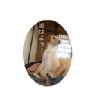 my dog ぽんたん（個別スタンプ：5）