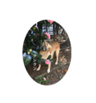 my dog ぽんたん（個別スタンプ：7）