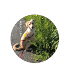 my dog ぽんたん（個別スタンプ：9）