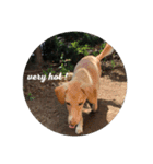 my dog ぽんたん（個別スタンプ：10）