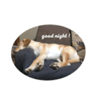 my dog ぽんたん（個別スタンプ：12）