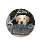 my dog ぽんたん（個別スタンプ：13）