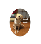 my dog ぽんたん（個別スタンプ：16）