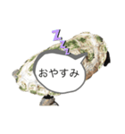 亀のあきちゃん☆（個別スタンプ：5）