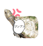 亀のあきちゃん☆（個別スタンプ：8）
