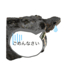 亀のあきちゃん☆（個別スタンプ：9）