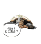 亀のあきちゃん☆（個別スタンプ：11）