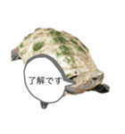 亀のあきちゃん☆（個別スタンプ：12）