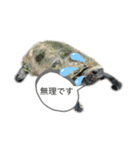 亀のあきちゃん☆（個別スタンプ：14）