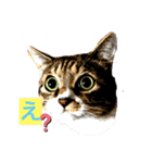 猫すちゃピッピ（個別スタンプ：1）