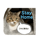 猫すちゃピッピ（個別スタンプ：3）